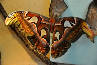 Der größte Schmetterling der Welt ist im Tierpark Weeze zu sehen