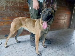 Hund der Rasse Malinois (belgischer Schäferhund), junges Tier, nicht gechippt, Fundort Nähe Flughafen am 17.08.19
