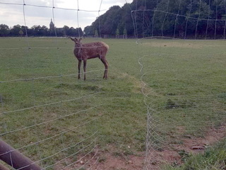 Bereits in der vergangenen Woche, am 20. Mai gab es im Tierpark Weeze am Rotwildgehege einen Schaden am Zaun des Geheges durch Vandalismus