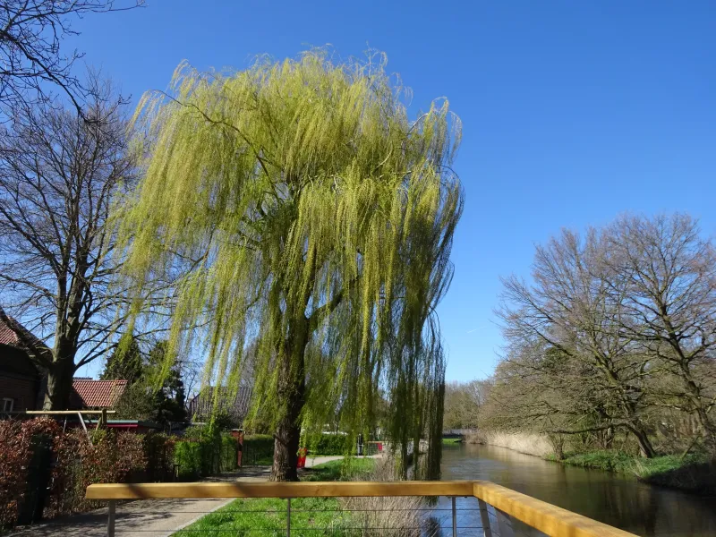 Blick auf einen Baum an der Nierspromenade