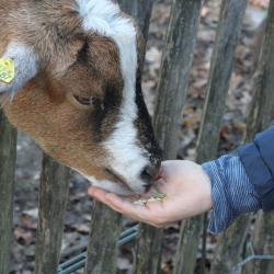 Foto Ziege füttern Eine Ziege aus dem Tierpark Weeze wird aus der Hand gefüttert