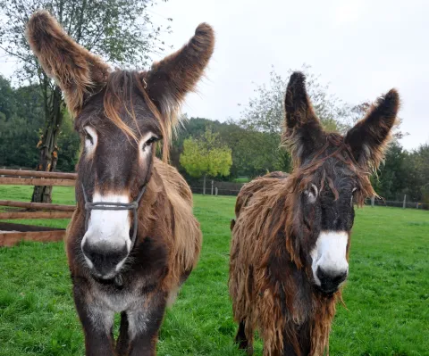 Zwei Esel aus dem Tierpark Weeze