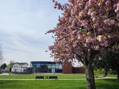 Bürgerhaus Weeze hinter blühendem Baum Bürgerhaus Weeze am Vittinghoff-Schell-Park