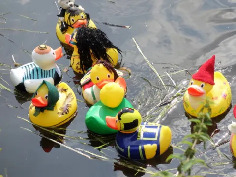 Teile der Vereinsenten der Gemeinde Weeze Teile der Vereinsenten in der Niers zum jährlichen Entenrennen