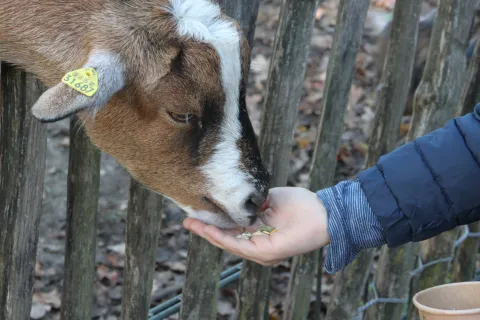 Foto Ziege füttern Eine Ziege aus dem Tierpark Weeze wird aus der Hand gefüttert